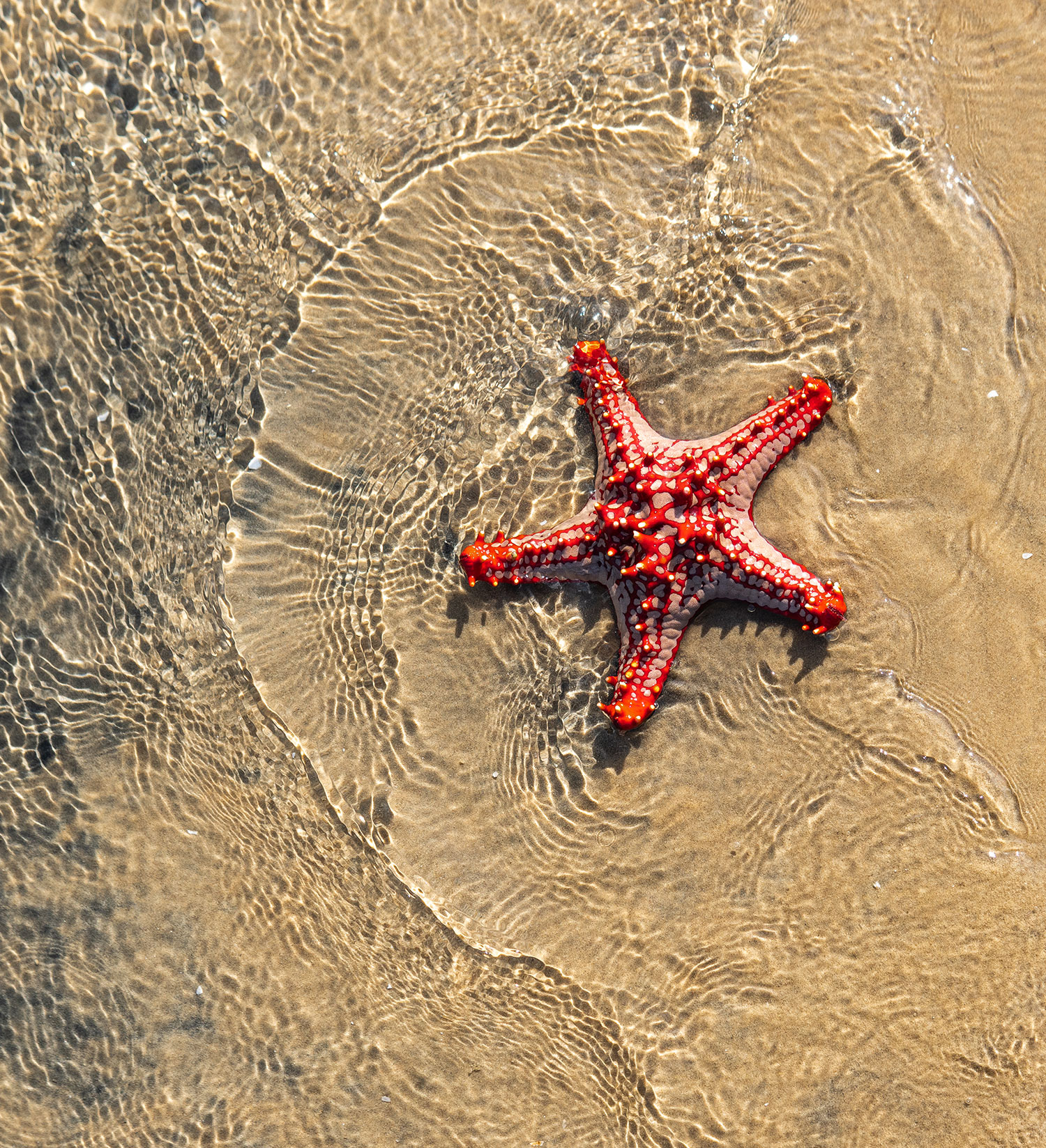 Mozambique coastline and partnerships